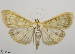 P.ruralis_6