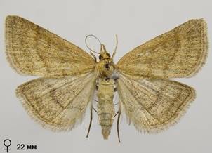 P.pulveralis_1
