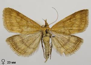 P.pulveralis_4