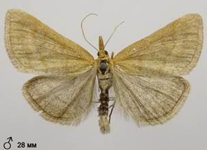 P.pulveralis_5