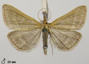 P.pulveralis_6