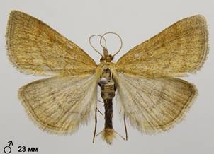 P.pulveralis_7