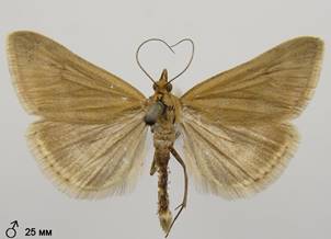 P.aerealis_2.%20