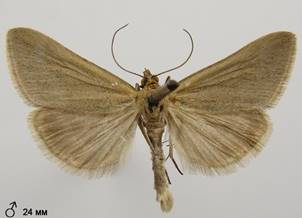 P.aerealis_3.%20