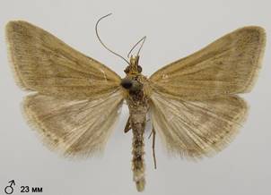 P.aerealis_4.%20