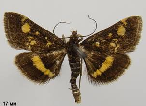 P.aurata_1.%20
