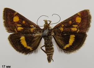 P.aurata_2.%20