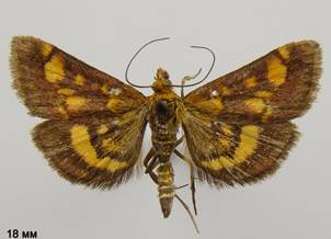 P.aurata_3.%20