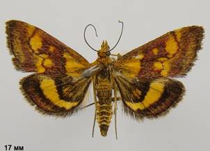 P.aurata_4.%20