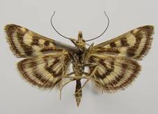 P.ostrinalis_1..