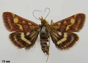 P.ostrinalis_2.%20