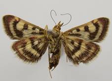 P.ostrinalis_2..