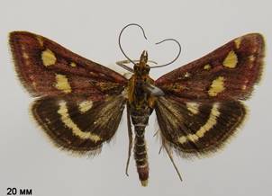 P.purpuralis_1