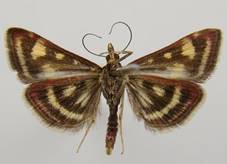 P.purpuralis_1.
