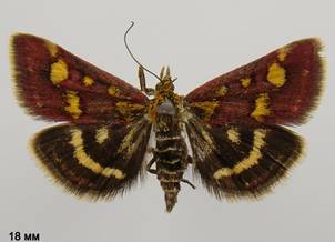 P.purpuralis_3