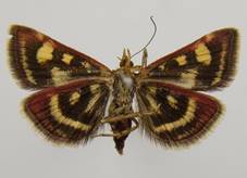 P.purpuralis_3.