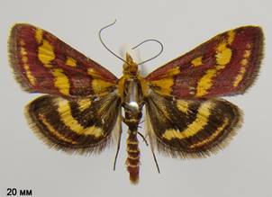 P.purpuralis_2