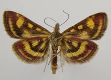 P.purpuralis_2.