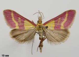 P.virginalis.%20