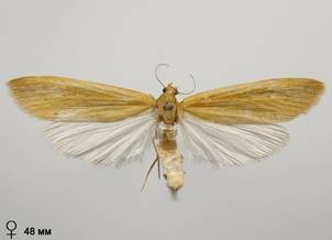 S.gigantella.%20
