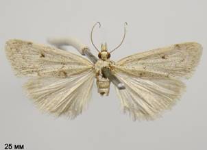 S.absconditalis.%20
