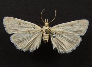 S.absconditalis..