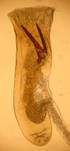 S.ambigualis_ed_ser..