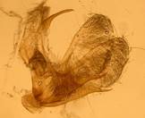 S.ambigualis_gen_ser