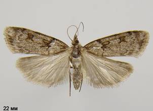 S.ancipitella
