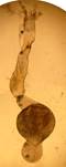 S.ancipitella_gen.%20
