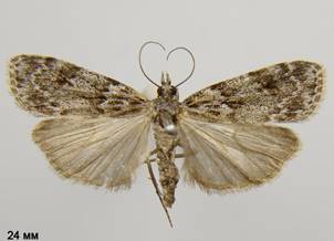 S.basistrigalis_1