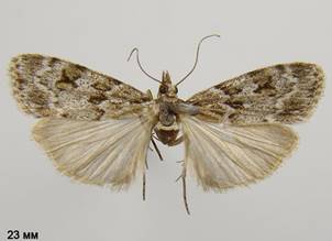 S.basistrigalis_2.%20