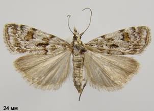 S.ingratella