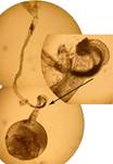 S.ingratella_gen.%20