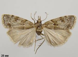 S.subfusca_1.%20