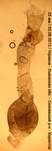 S.subfusca_2