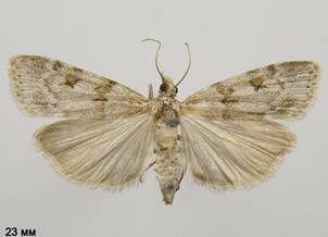 S.subfusca_2