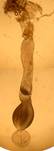 S.subfusca_2_gen.%20