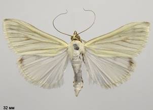 S.palealis_1.%20