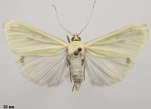S.palealis_2.%20