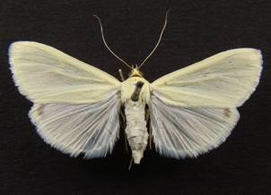 S.palealis_2..