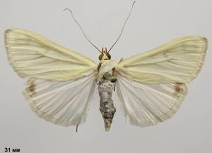 S.palealis_3.%20