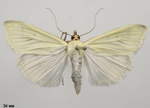 S.palealis_4.%20