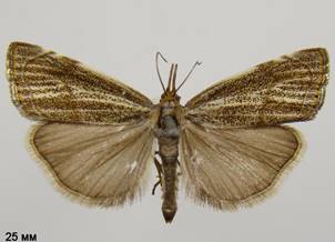T.chrysonuchella_2.%20