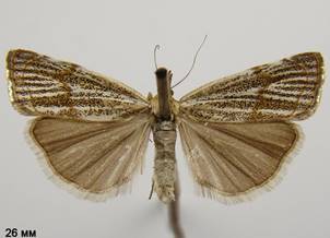 T.chrysonuchella_3.%20