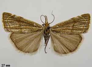 T.chrysonuchella_4.%20