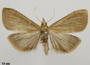 U.accolalis_2
