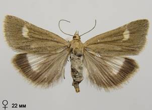 U.alpinalis_1.%20