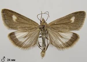 U.alpinalis_2.%20