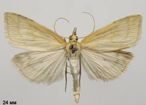 U.lutealis_1.%20